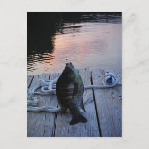 Postal Bluegill al atardecer Lago Arrowhead