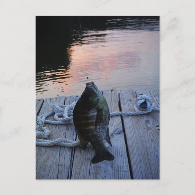 Postal Bluegill al atardecer Lago Arrowhead (Anverso)