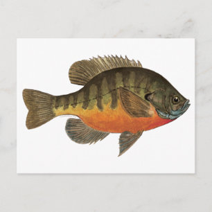 Postal Bluegill Bream