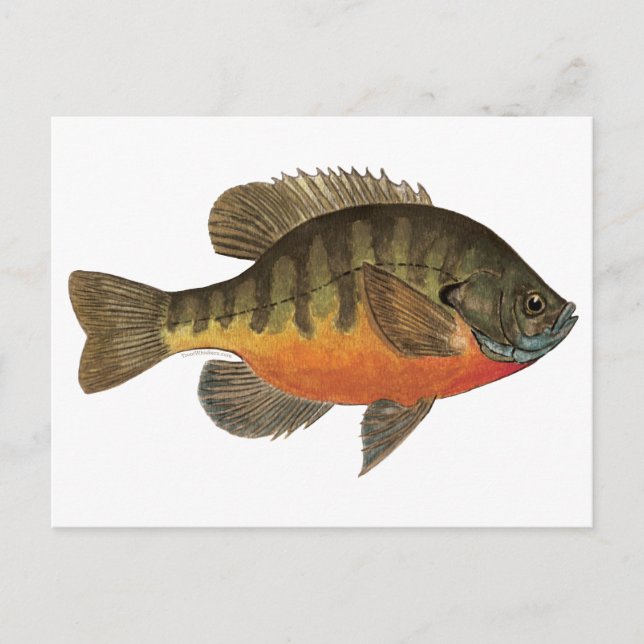 Postal Bluegill Bream (Anverso)