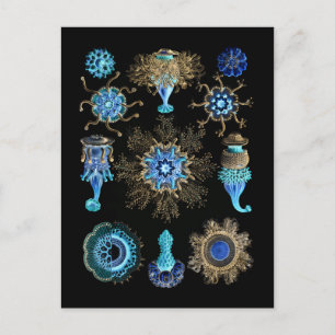 Postal Bluegreen Siphonophorae