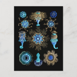 Postal Bluegreen Siphonophorae