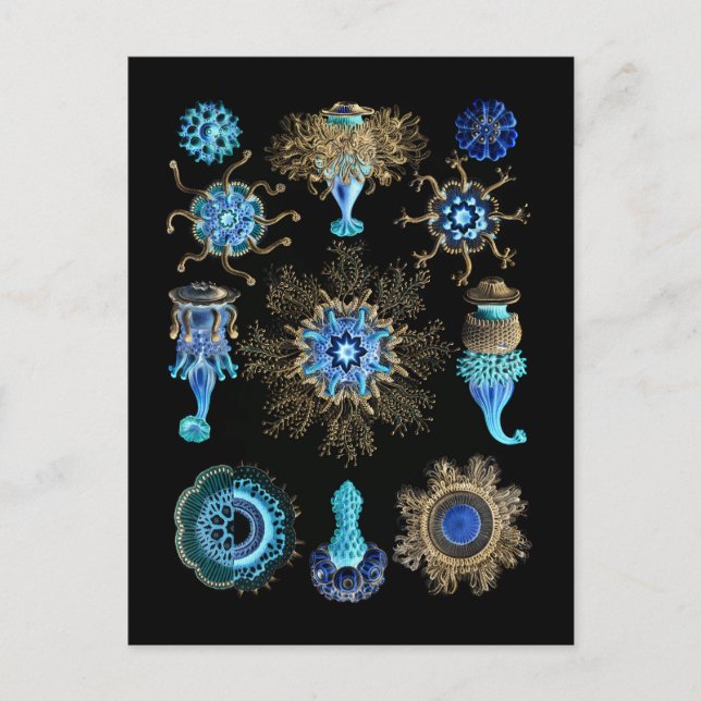 Postal Bluegreen Siphonophorae (Anverso)