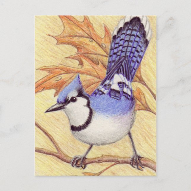 Postal Bluejay (Anverso)