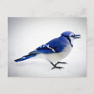 Postal BlueJay