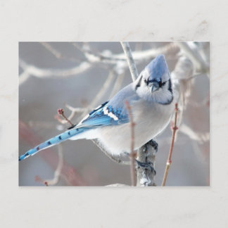 Postal Bluejay 1