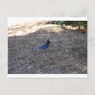 Postal Bluejay con alimentos, Lake Arrowhead, CA