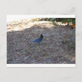 Postal Bluejay con alimentos, Lake Arrowhead, CA