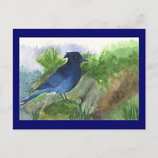 Postal Bluejay En Muskeg (Anverso)