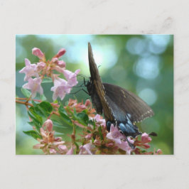 Postal Blues de mariposa de verano