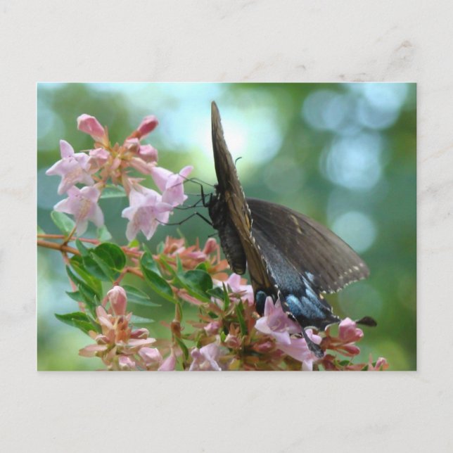 Postal Blues de mariposa de verano (Anverso)