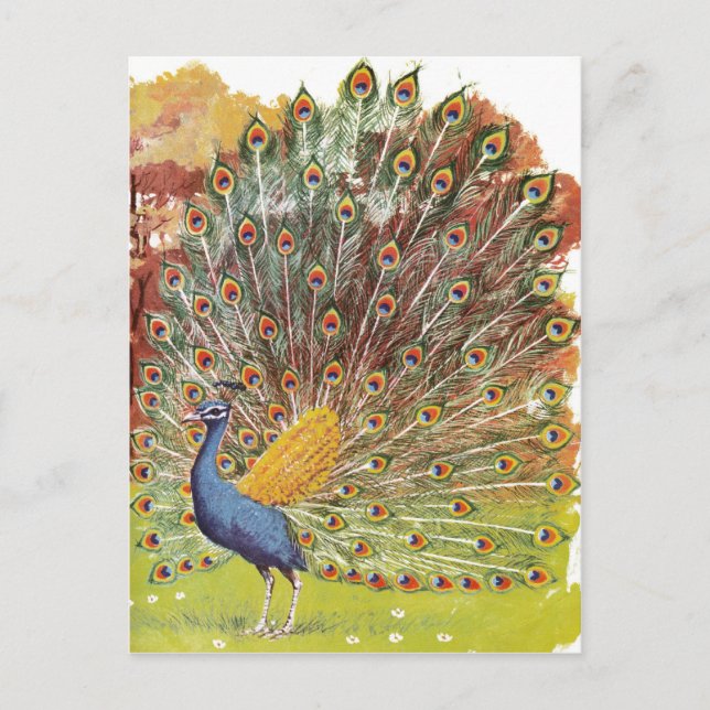 Postal blues de pavo real (Anverso)