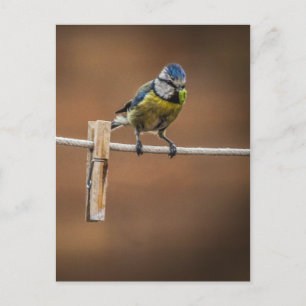 Postal Bluetit en una línea de lavado