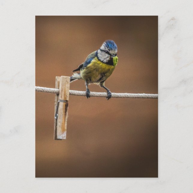 Postal Bluetit en una línea de lavado (Anverso)