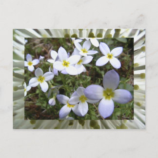 Postal bluets