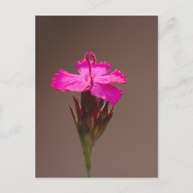 Postal Blumengruß für Deine Liebsten (Anverso)