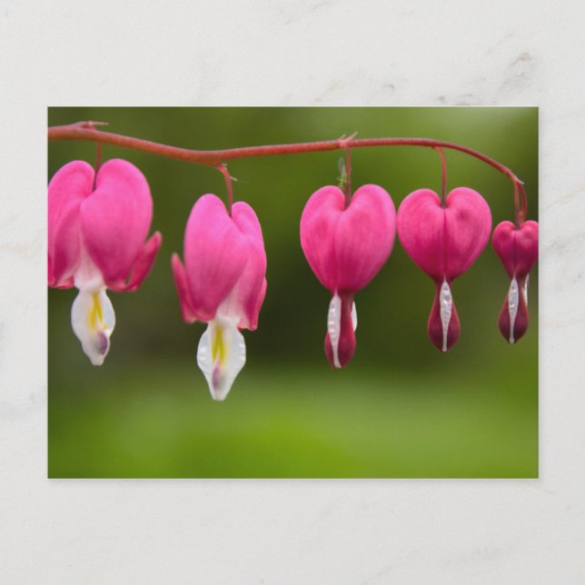 Postal Blüten des tränenden Herzens (Anverso)