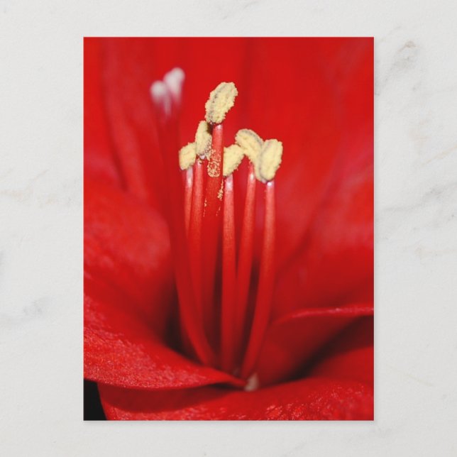 Postal Blütenstaub (Anverso)