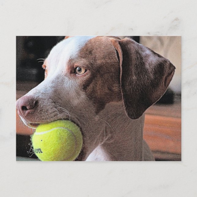 Postal Bo-Bo y Bally (Anverso)