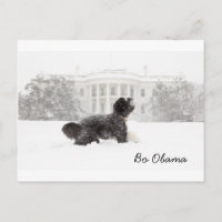 Bo Obama