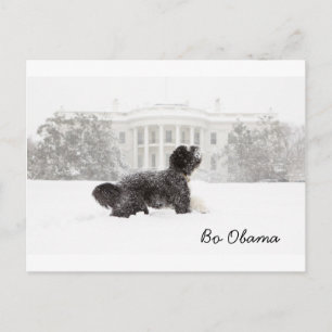 Postal Bo Obama
