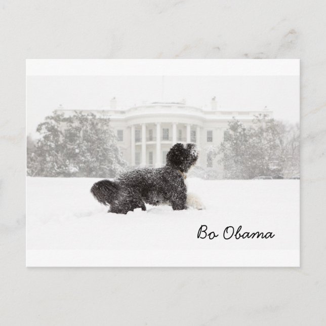 Postal Bo Obama (Anverso)