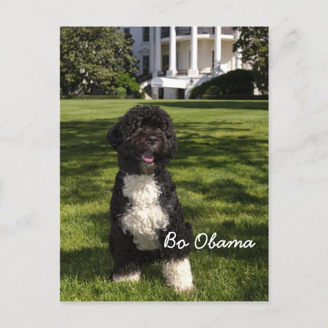 Postal Bo Obama (Anverso)