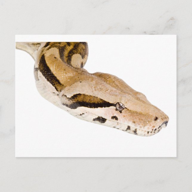 Postal Boa Constrictor (Anverso)