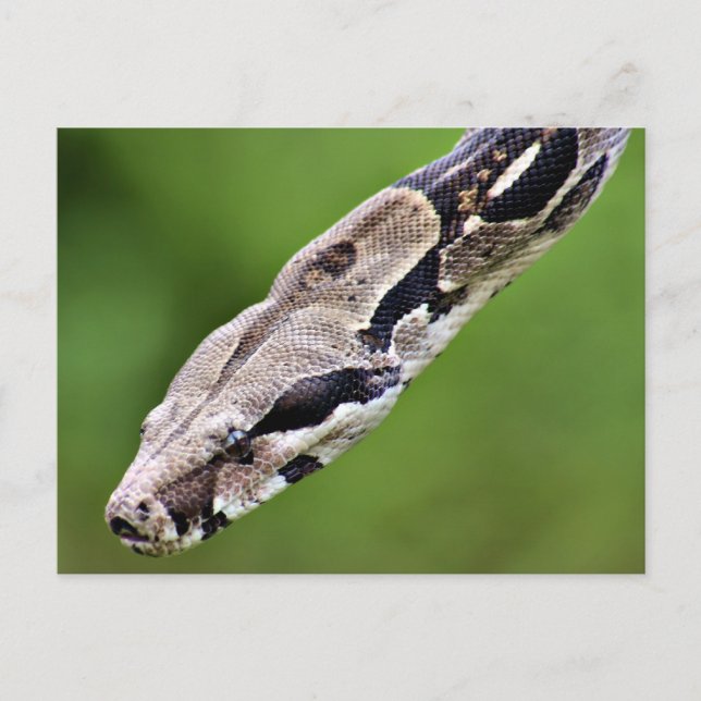 Postal Boa Constrictor (Anverso)