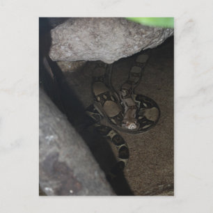 Postal Boa Constrictor # 1