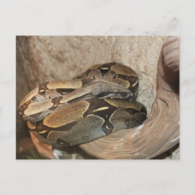 Postal Boa Constrictor # 2 (Anverso)