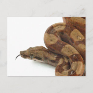 Postal Boa Constrictor En Costado, Idioma Parpadeante