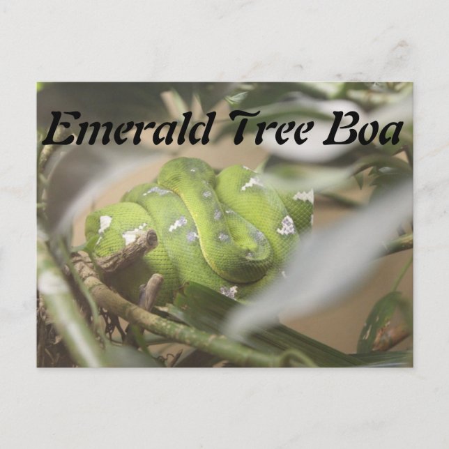 Postal Boa de árbol esmeralda # 1 (Anverso)