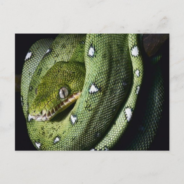 Postal Boa de serpiente verde (Anverso)