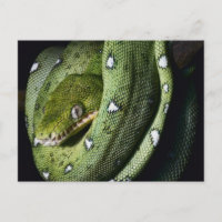 Boa de serpiente verde