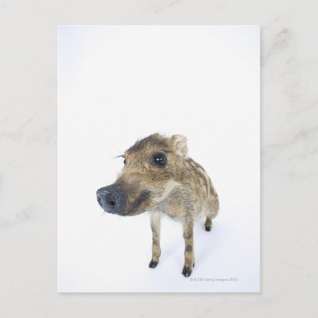 Postal Boar salvaje (Anverso)