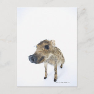Postal Boar salvaje