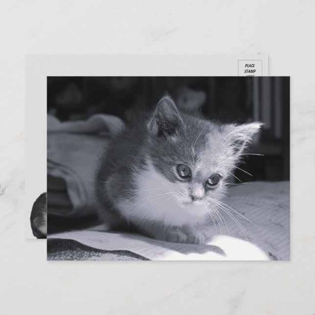 Postal Bob in Thought - Gato negro y blanco (Anverso / Reverso)