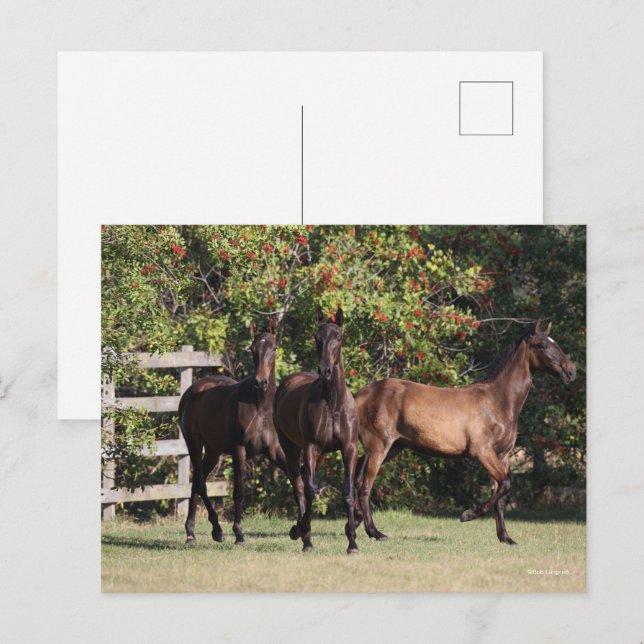 Postal Bob Langrish | 3 Andalucian Youngsters Standing (Anverso / Reverso)
