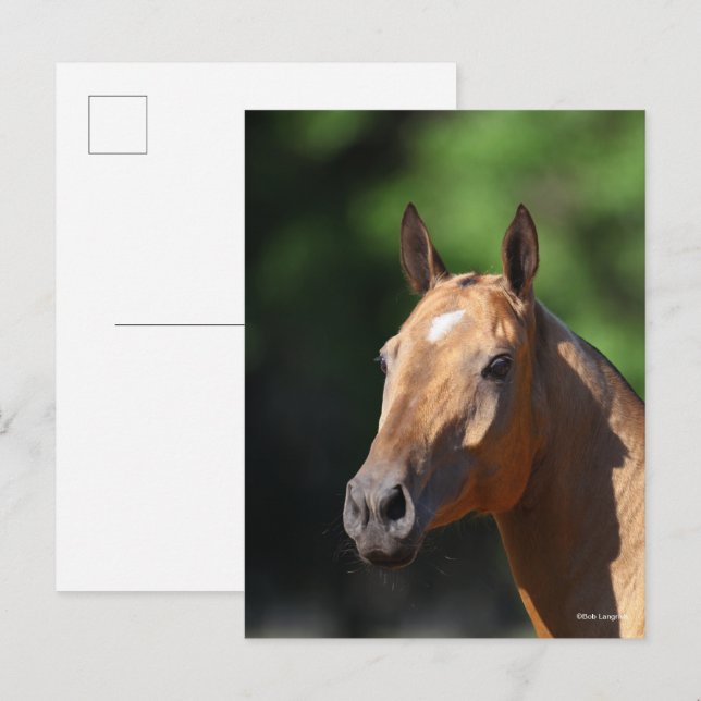 Postal Bob Langrish | Akhal Teke Foto de Cabeza (Anverso / Reverso)