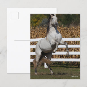 Postal Bob Langrish   Alcantarillado Gris Andaluz