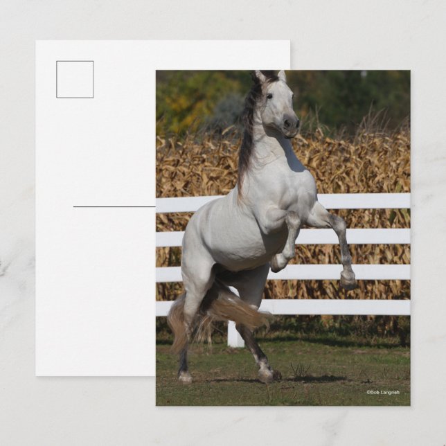 Postal Bob Langrish | Alcantarillado Gris Andaluz (Anverso / Reverso)