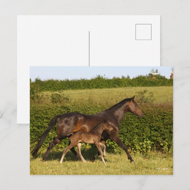 Postal Bob Langrish | Amarilla de sangre y pie de abono (Anverso / Reverso)