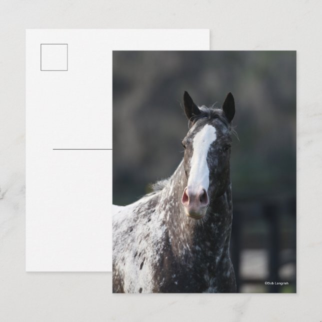 Postal Bob Langrish | Apaloosa Headshot (Anverso / Reverso)