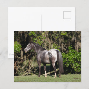 Postal Bob Langrish   Appaloosa Standing