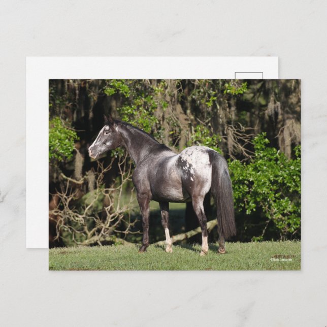Postal Bob Langrish | Appaloosa Standing (Anverso / Reverso)