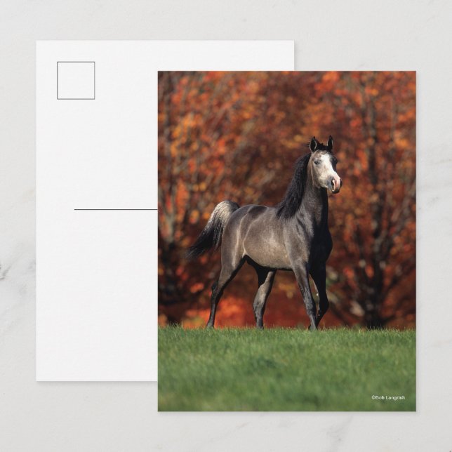 Postal Bob Langrish | Arab Standing Autumn Background (Anverso / Reverso)