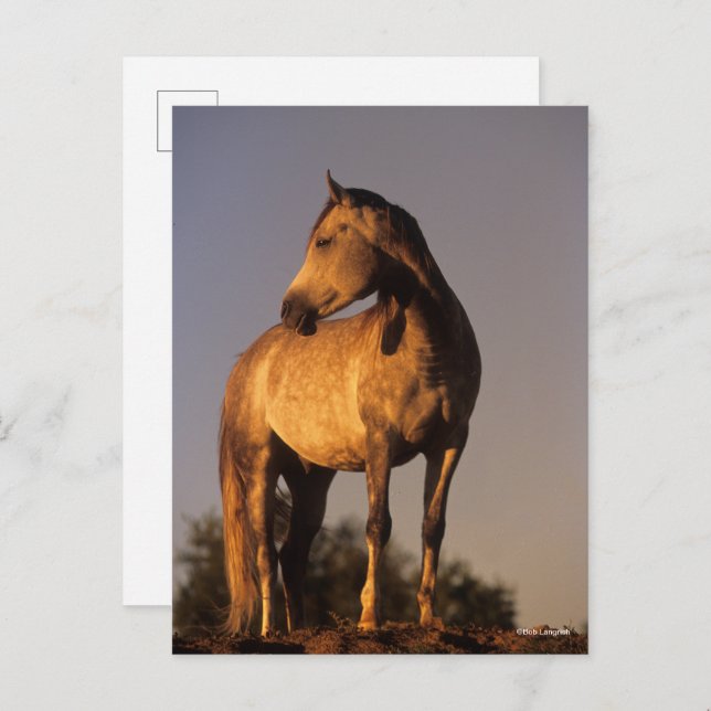Postal Bob Langrish | Arab Standing On Hill At Sunset (Anverso / Reverso)