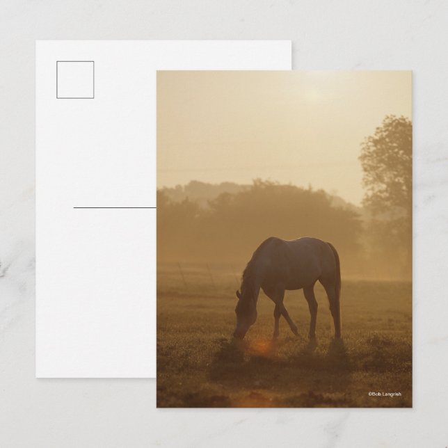 Postal Bob Langrish | Arrazo árabe al atardecer (Anverso / Reverso)