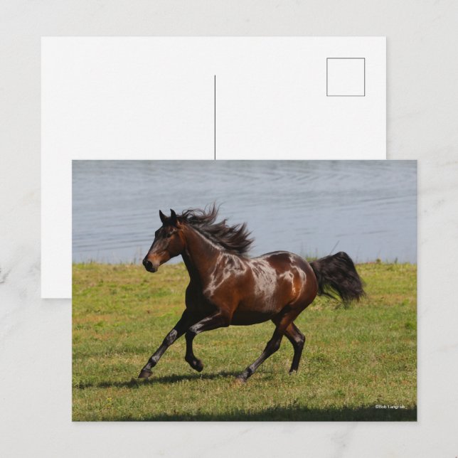 Postal Bob Langrish | Bahía Lusitano Mare Corriendo Cerca (Anverso / Reverso)